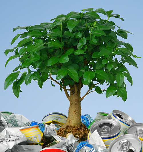 A tree Growing from Trash